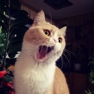 在线观看无码流出国内
